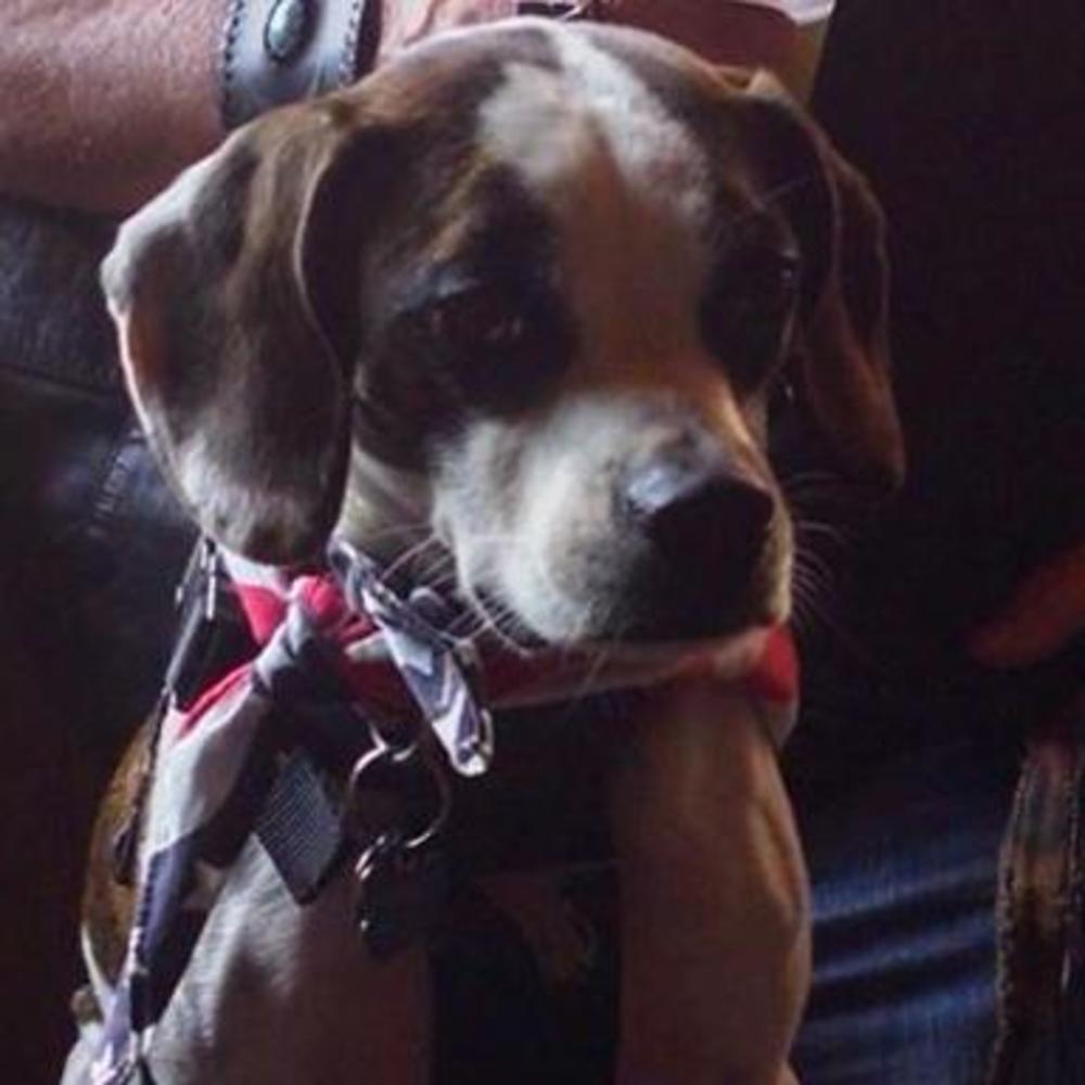 Meet your Posher, Buster